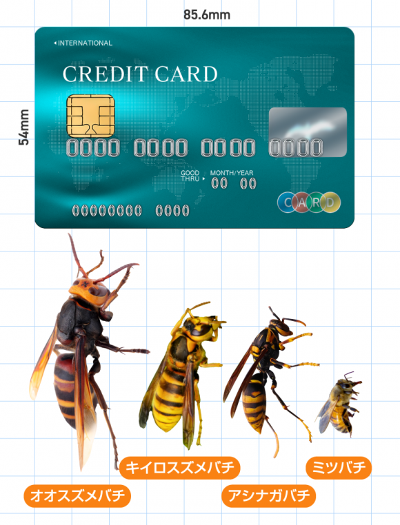 種別サイズ比較表（クレジットカードと共に）