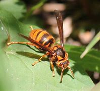 キイロスズメバチの写真