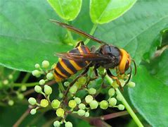 コガタスズメバチの写真