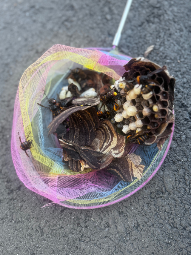 スズメバチの巣の中の様子