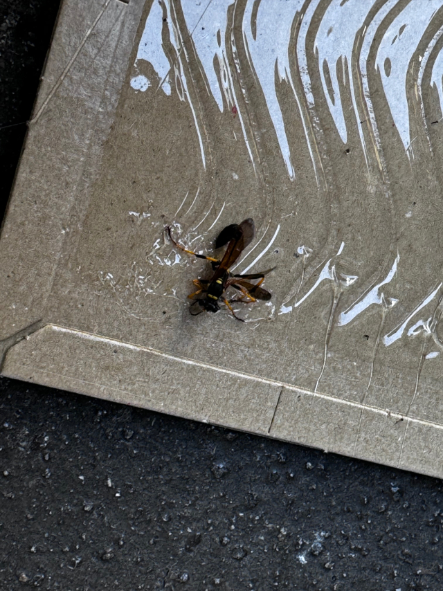 ドロバチを粘着シートで捕獲