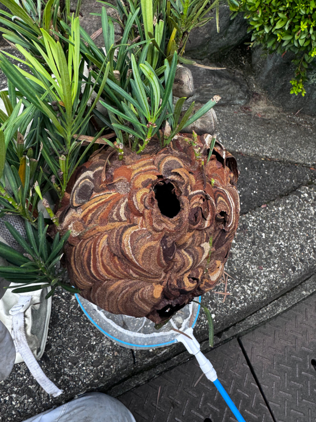 駆除後のコガタスズメバチの巣