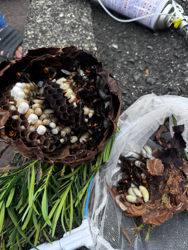 スズメバチの巣の中の様子