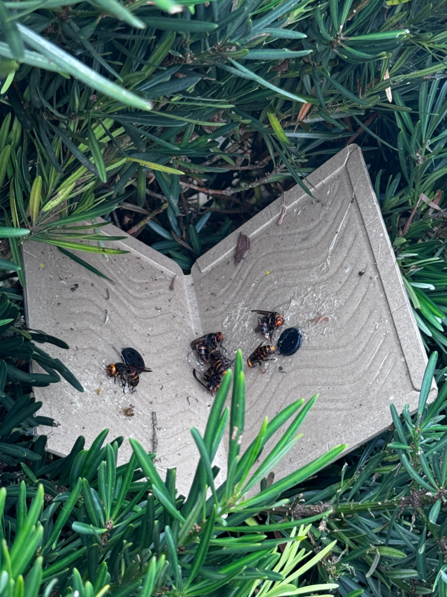 粘着シートにひっつく戻りバチ