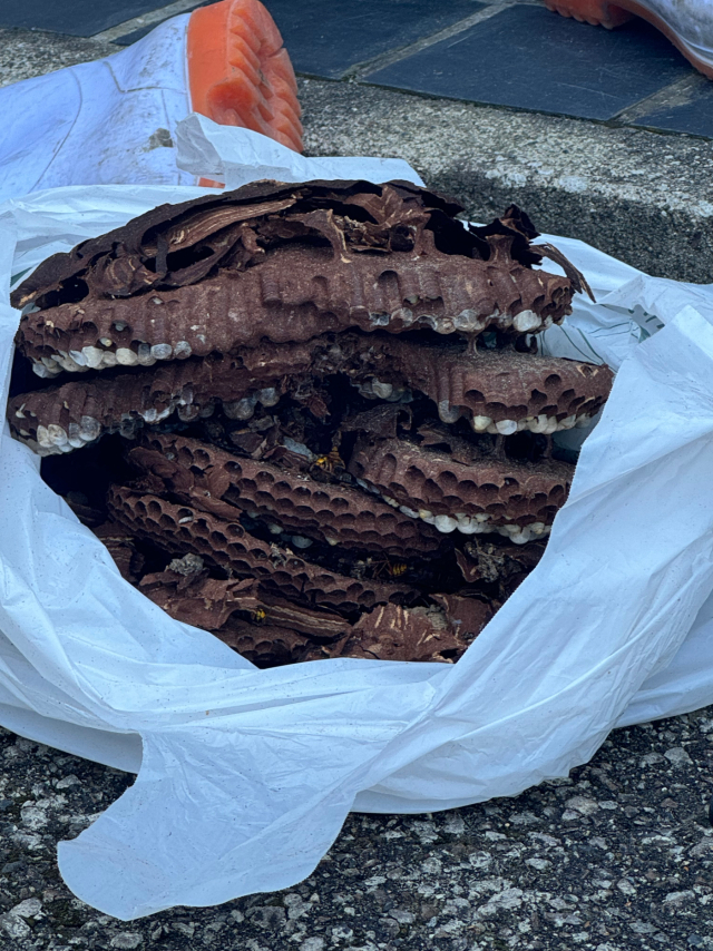 キイロスズメバチの巣