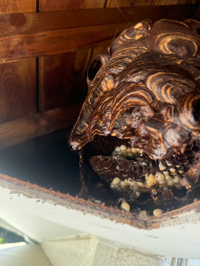 軒の空洞に巣を作るキイロスズメバチ