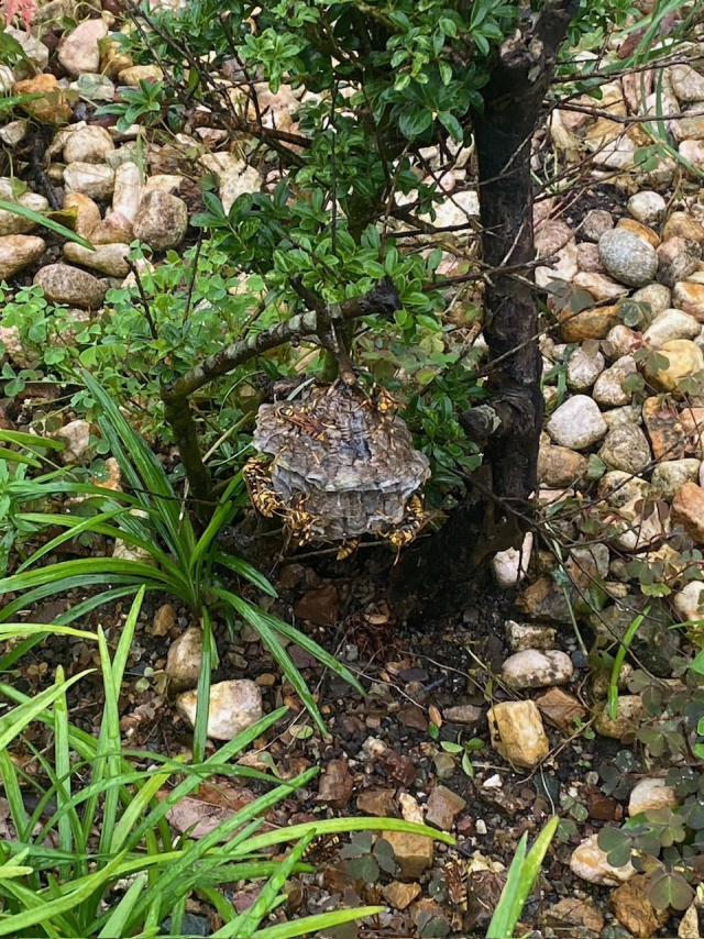 植木にできたアシナガバチの巣