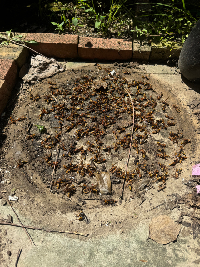 大量のアシナガバチの死骸