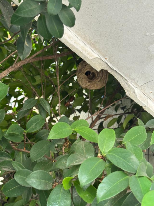 庭木に営巣するコガタスズメバチ
