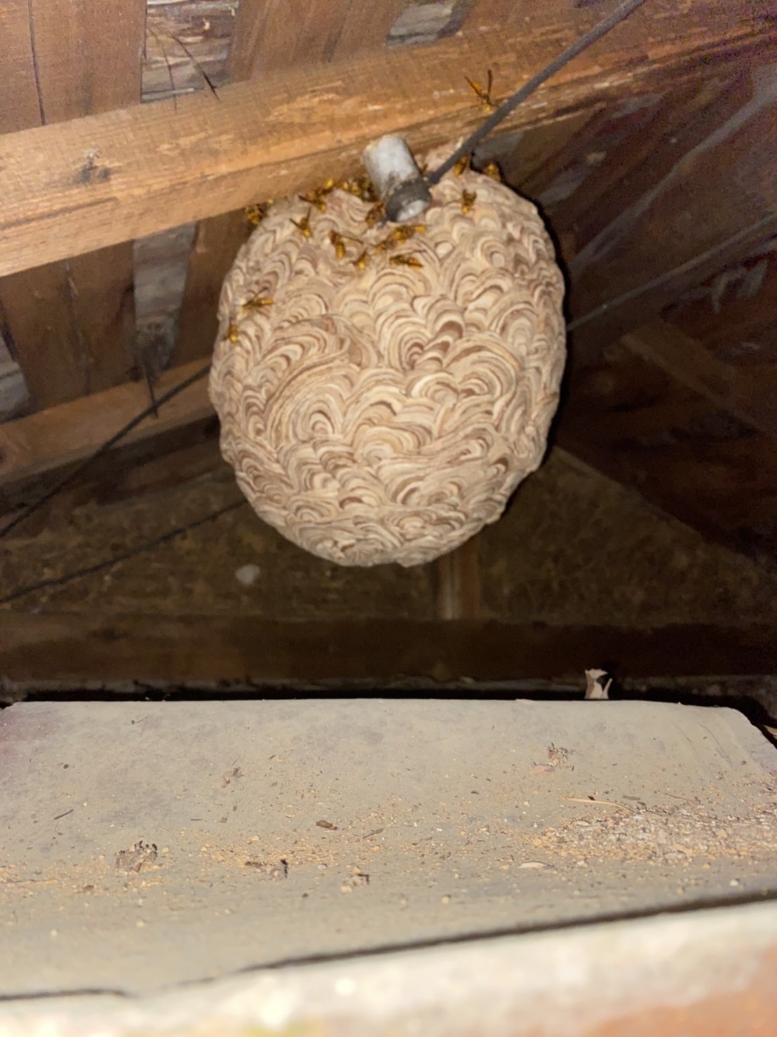 屋根裏にできたキイロスズメバチの巣
