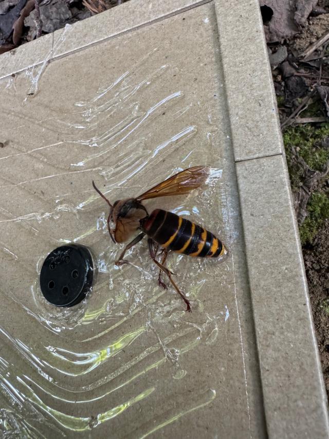 粘着シートで捕獲したモンスズメバチ