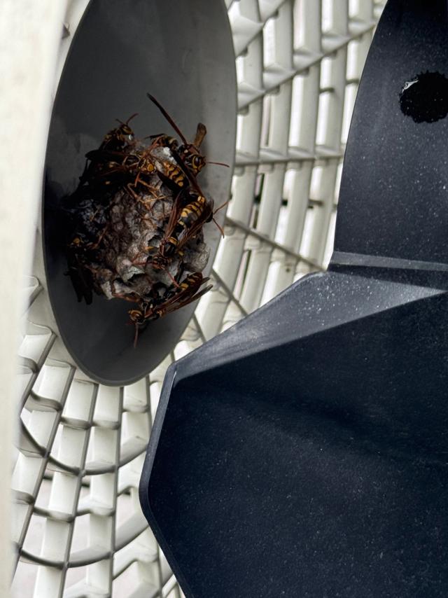 室外機の中に営巣するアシナガバチ