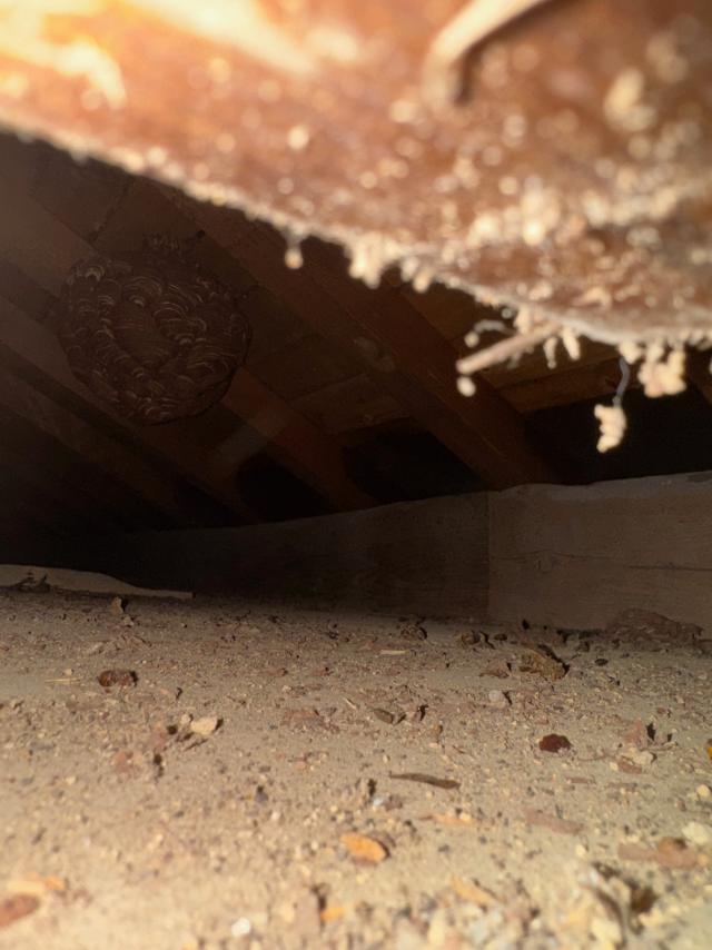 屋根裏に営巣するキイロスズメバチ