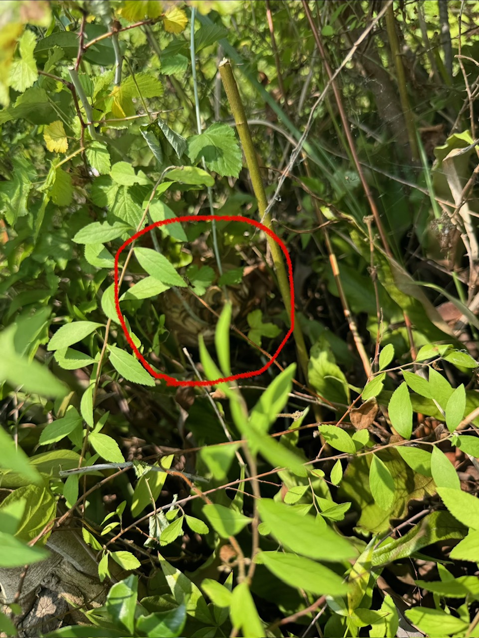 草むらに営巣するコガタスズメバチ