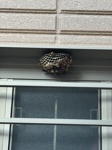 窓枠の上に営巣するアシナガバチ