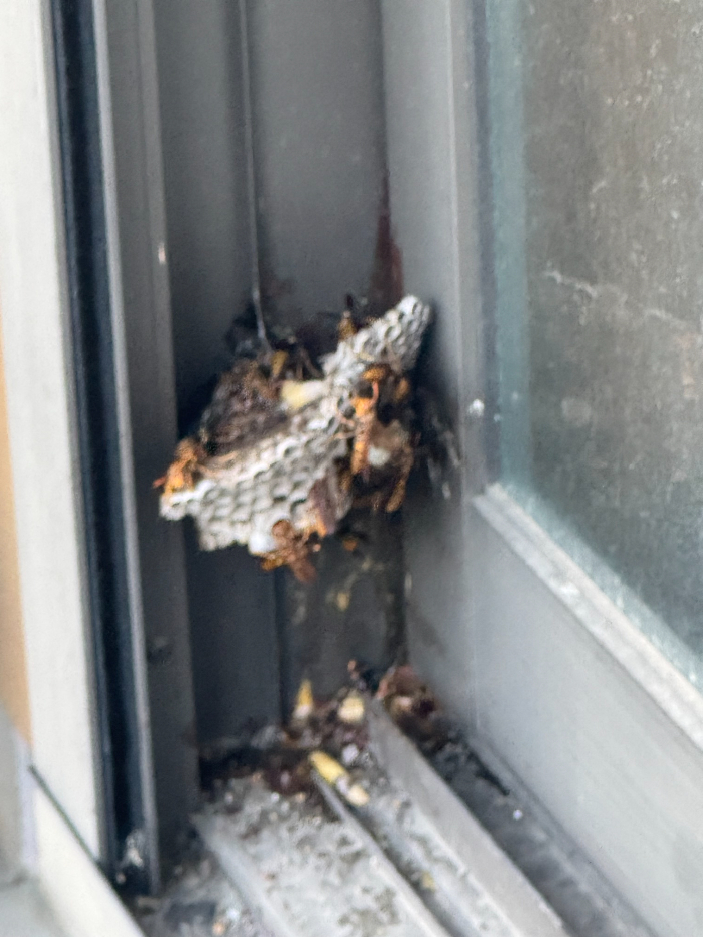 窓枠に営巣するアシナガバチ