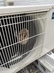 室外機の中に営巣するアシナガバチ
