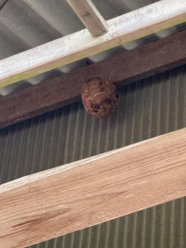 小屋の天井に営巣するキイロスズメバチ