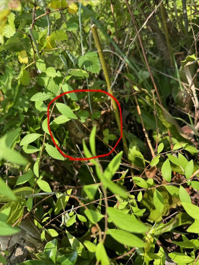 草むらに営巣するコガタスズメバチ