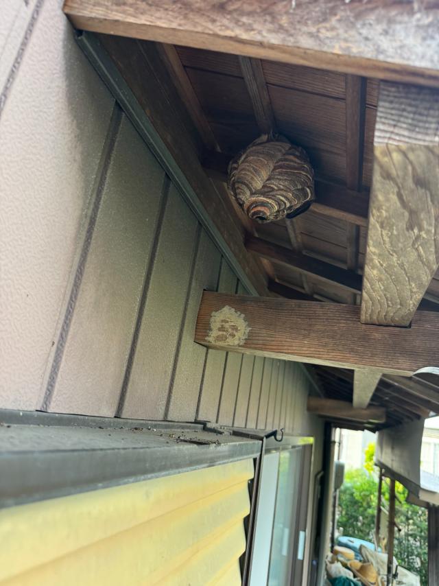 軒下に営巣するコガタスズメバチ