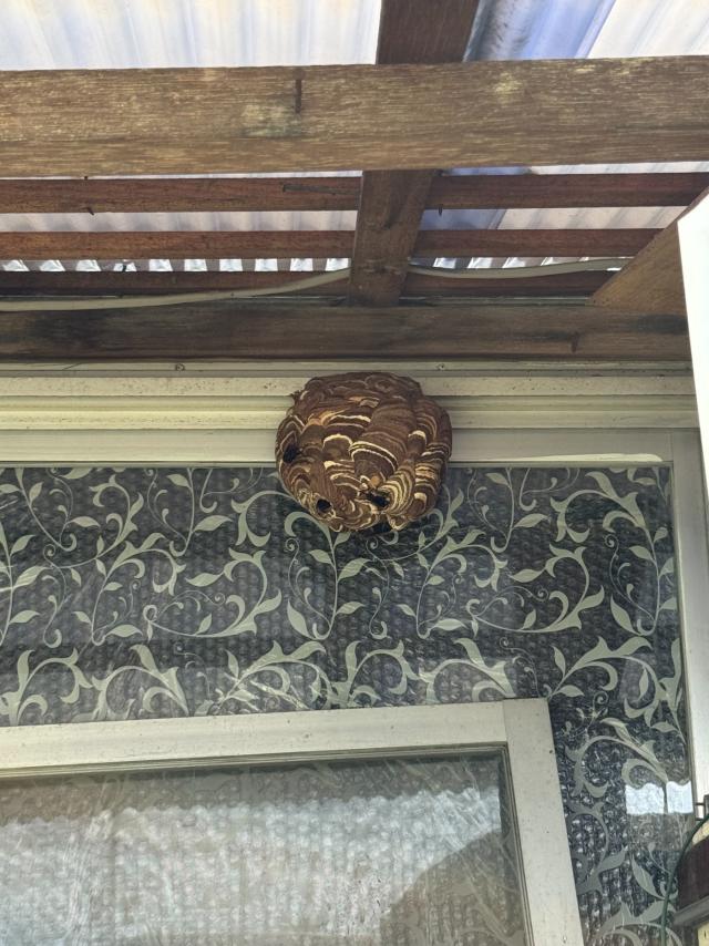 窓に営巣するコガタスズメバチ