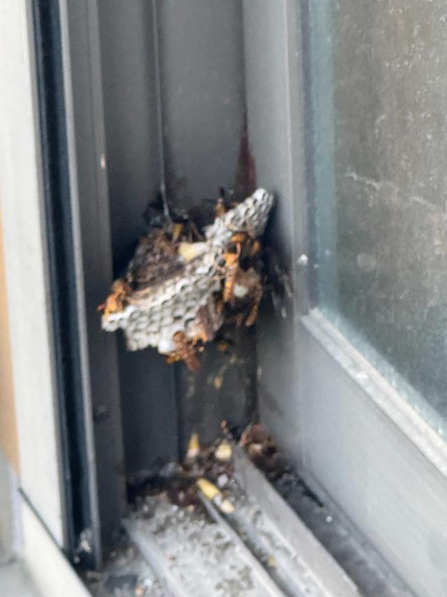 窓枠に営巣するアシナガバチ