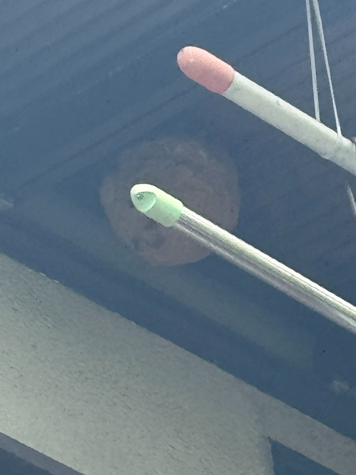二階の軒に営巣するキイロスズメバチ